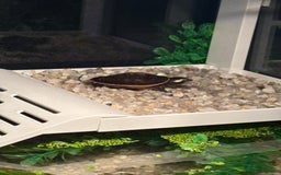 Turtle reptiles for sale: Baby pink bellied side neck turtle  - Image 9