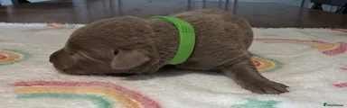 Labrador Retriever 1