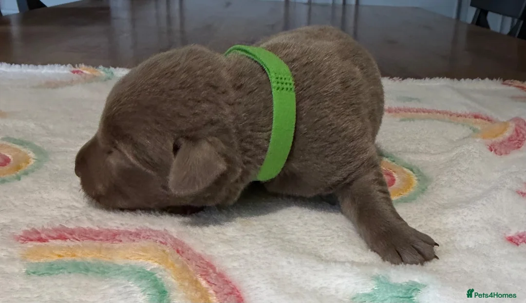 Labrador Retriever dogs for sale: Stunning Silver Charcoal Champagne Labrador pups - Advert 17