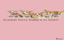 Welsh Corgi Pembroke dogs for sale: Health tested Quality Pembrokeshire Corgie Puppies - Image 8