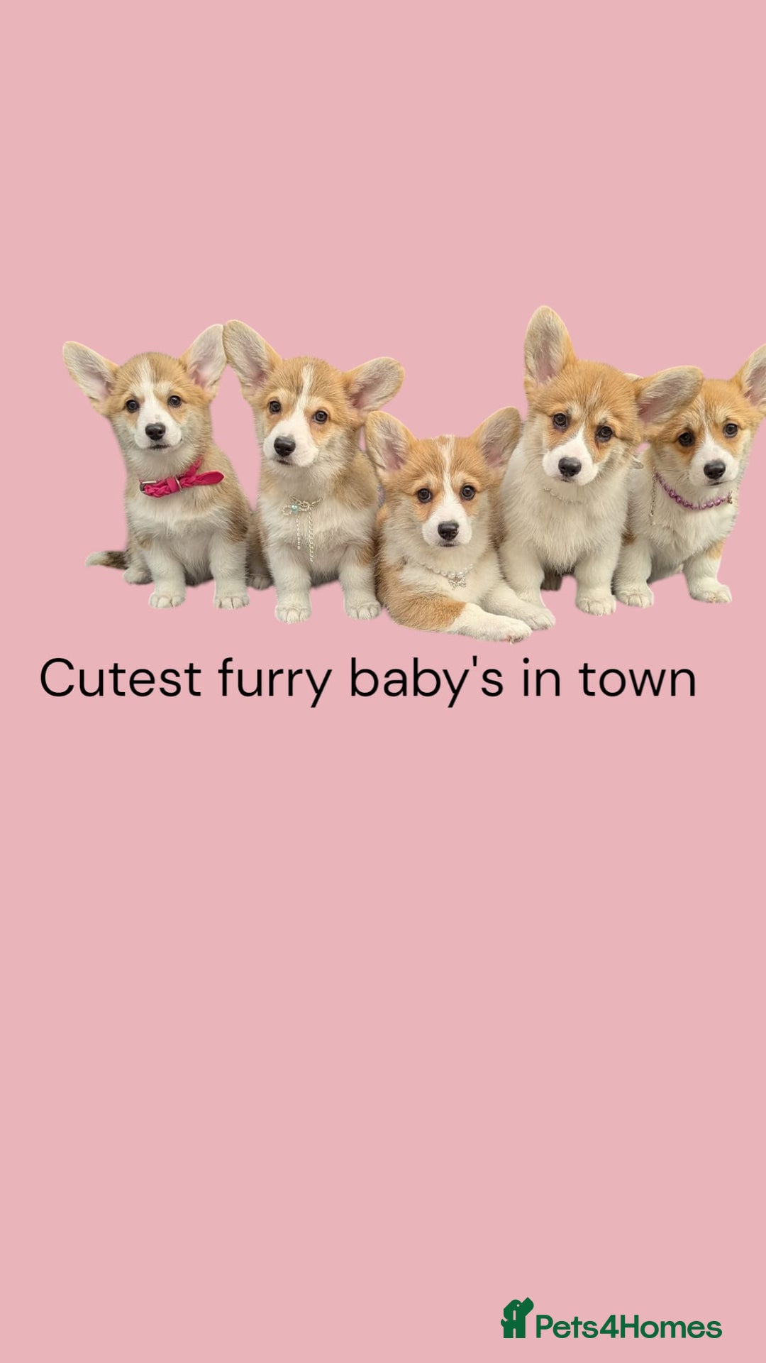 Welsh Corgi Pembroke dogs for sale: Health tested Quality Pembrokeshire Corgie Puppies - Image 8