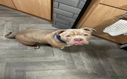 American Bully dogs for sale: Exotic American bully  - Image 6