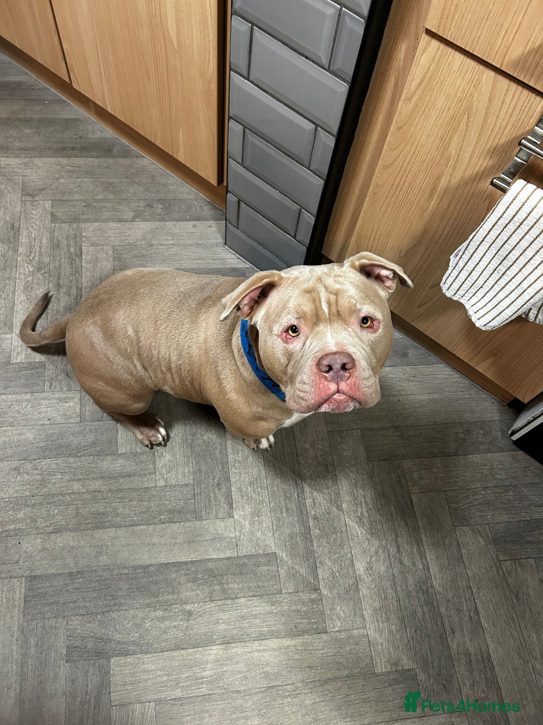 American Bully dogs for sale: Exotic American bully  - Image 6