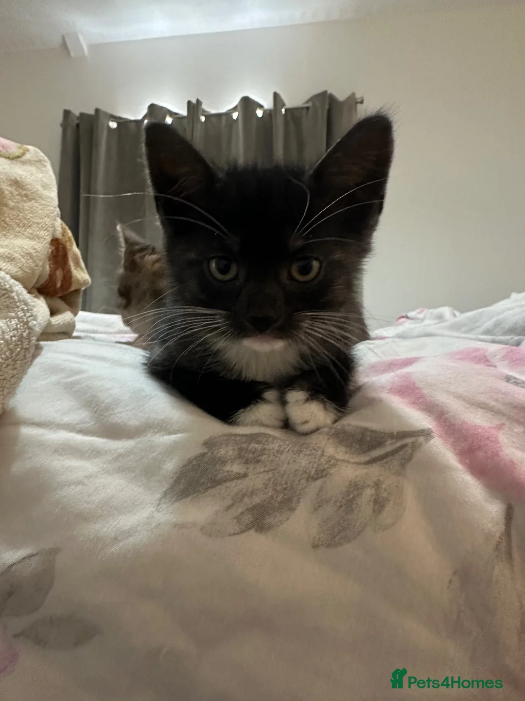 Mixed Breed cats for sale: Two beautiful boys - Advert 11