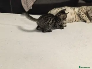 Bengal cats 8 weeks old full bengal kitten in Erith - Advert 1