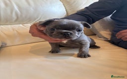 French Bulldog dogs for sale: Beautiful Frenchbulldog puppies 🇫🇷  - Image 6