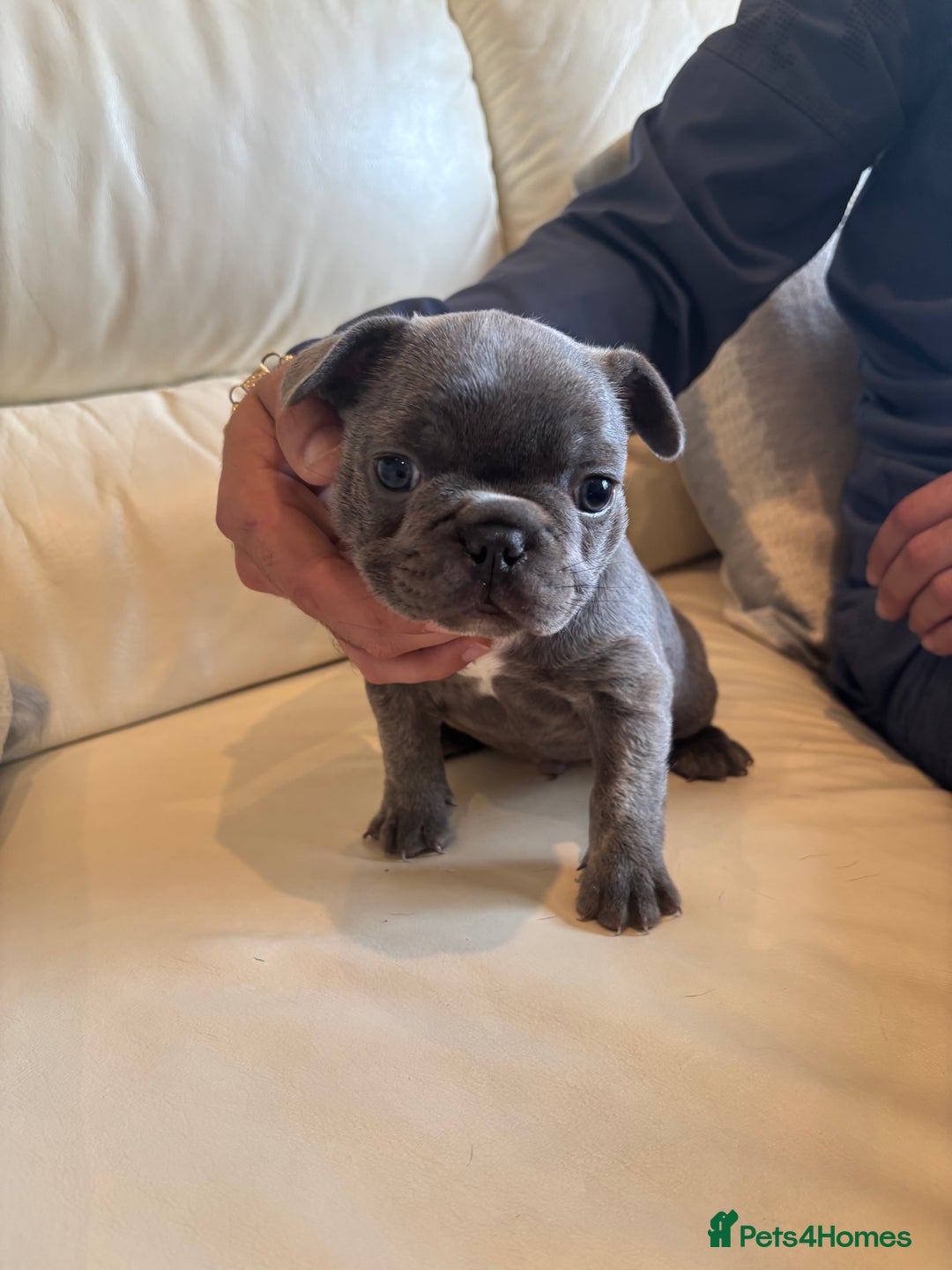 French Bulldog dogs for sale: Beautiful Frenchbulldog puppies 🇫🇷  - Image 6