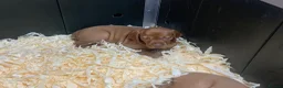 Hungarian Vizsla dogs for sale: Kc reg Hungarian Vizslas - Advert 13