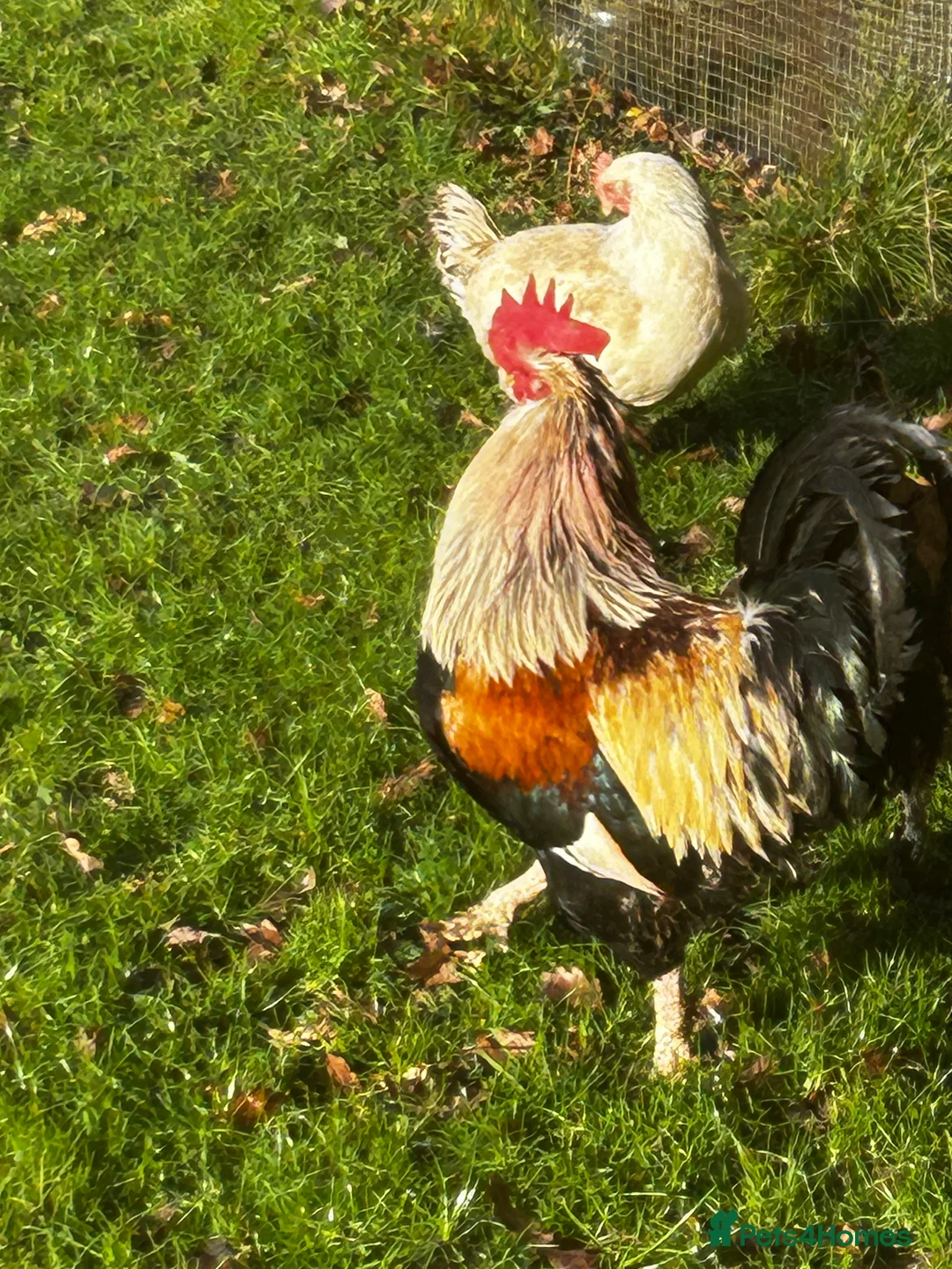 Chickens poultry for sale: Free due to moving .  - Advert 2