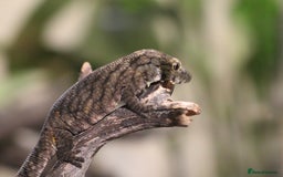 Gecko reptiles for sale: Eurydactylodes Viellardi - Chameleon Gecko - Image 11