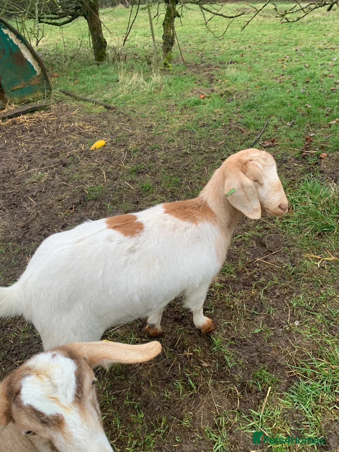 Goats livestock for sale: 2 Nannies -Anglo Nubian x Boar - Advert 3