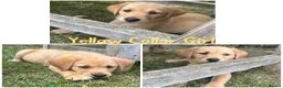 Labrador Retriever dogs for sale: 5 Gorgeous Labrador Puppies  - Advert 5