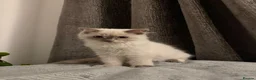 Ragdoll cats for sale: Cute ragdoll girls ready for their new home - Advert 4