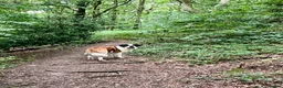 Saint Bernard dogs for sale: Beautiful KC registered show quality Puppies.  - Advert 9