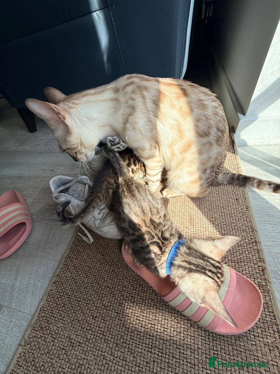 Bengal cats for sale: Stunning Bengal Kittens – Home Raised & Beautiful - Advert 39