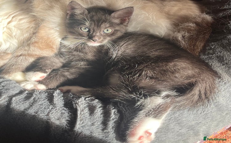 Mixed Breed cats - Advert 2