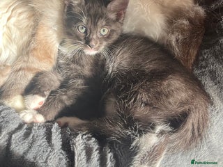 Mixed Breed cats - Advert 12