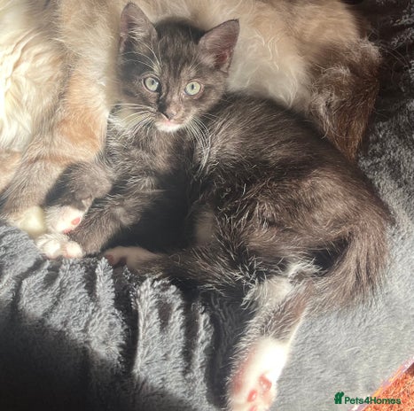 Mixed Breed cats - Advert 2