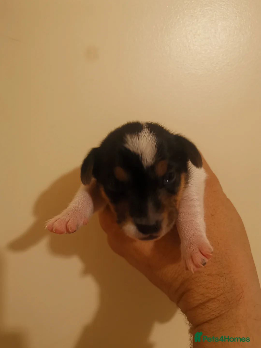 Jack Russell dogs for sale: Beautiful tricoloured jack Russell pups for sale - Advert 9