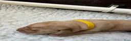 Labrador Retriever dogs for sale: K.C.Reg Superb Labrador Puppies - Advert 20