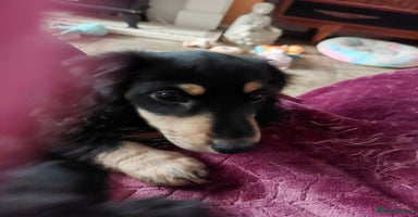 Miniature Dachshund dogs - Advert 3