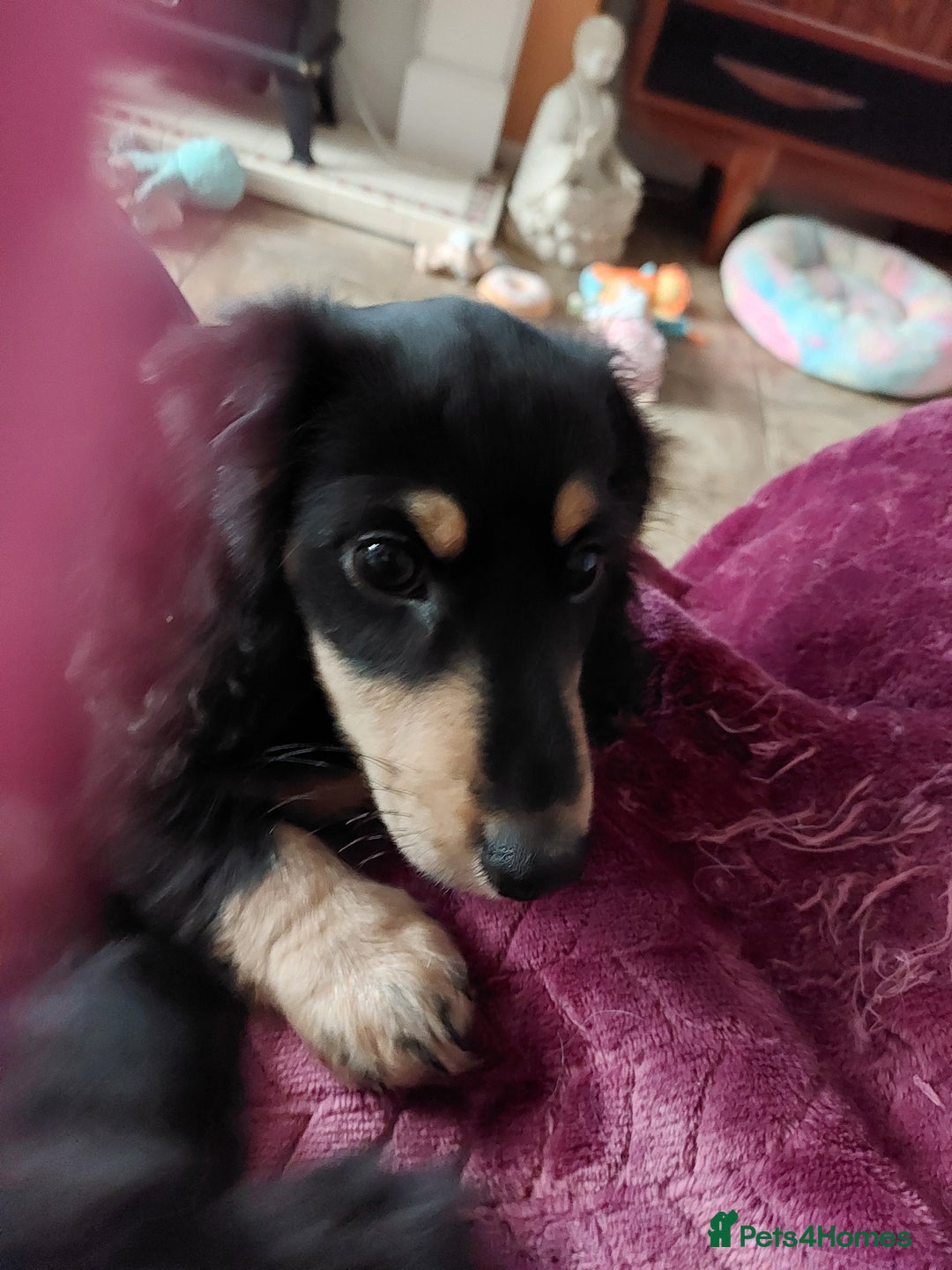 Miniature Dachshund dogs for sale: READY NOW BLACK & CREAM KC REG MINI L HAIRED DAXIS - Image 2