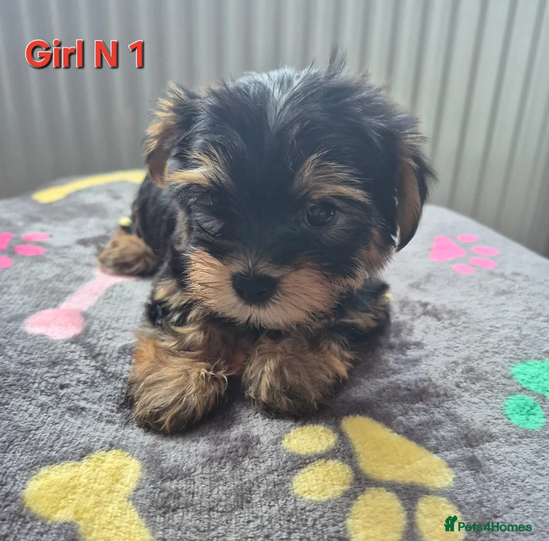 Biewer Terrier dogs for sale: Ready now Biewier terrier puppies  in Newark - Advert 7