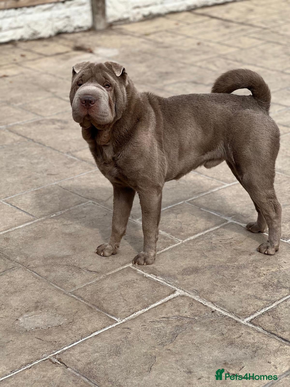 Shar Pei dogs Adult male Lilac Shar pei (intact) - Advert 1