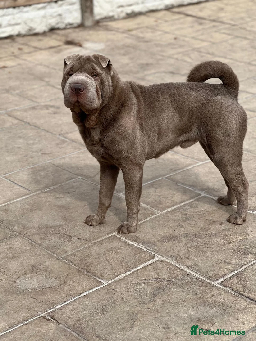Shar Pei dogs for sale: Adult male Lilac Shar pei (intact) in Doncaster - Advert 1