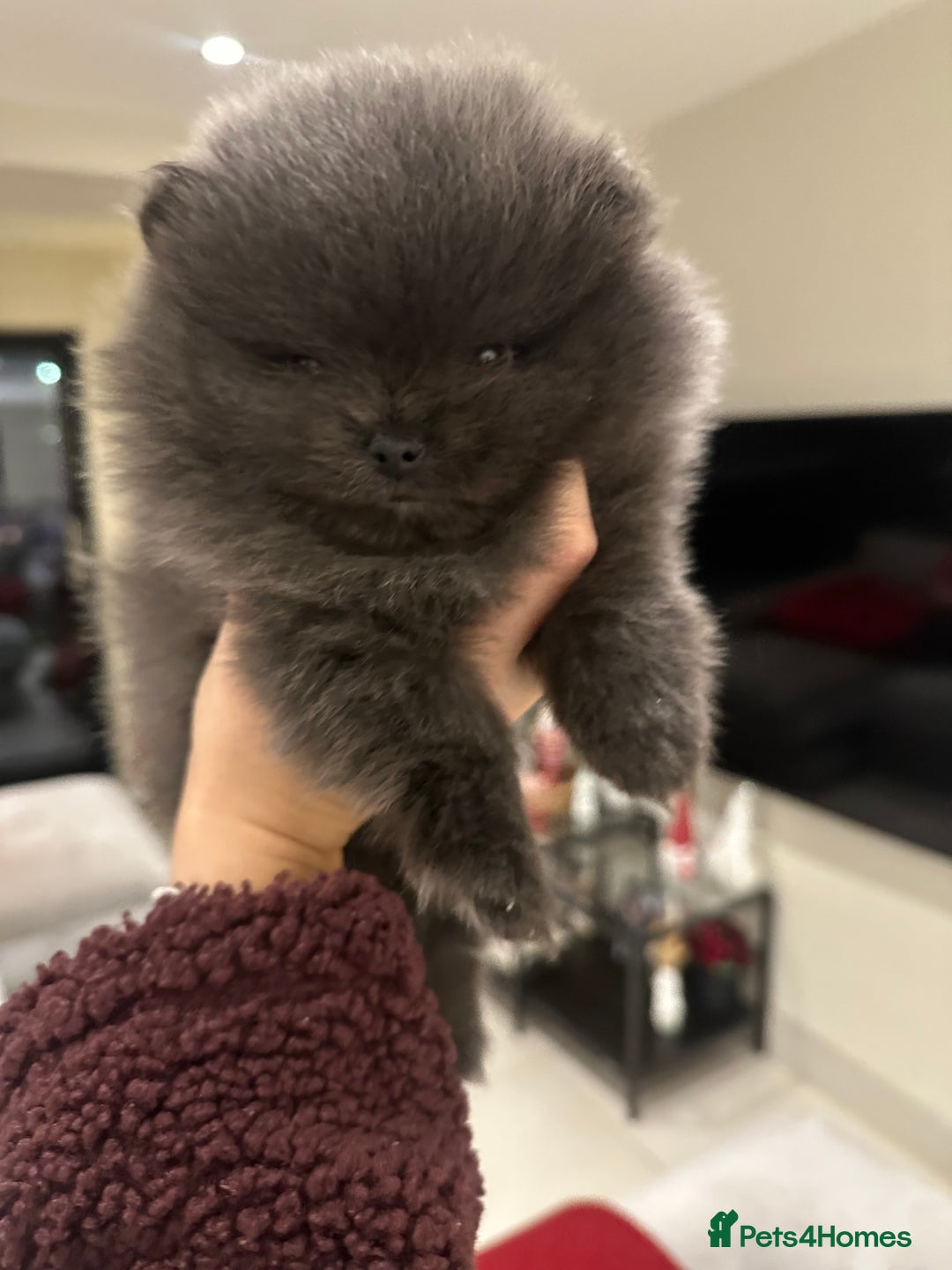 Pomeranian dogs for stud: Gorgeous Teddy bear tri coloured stud - Advert 10