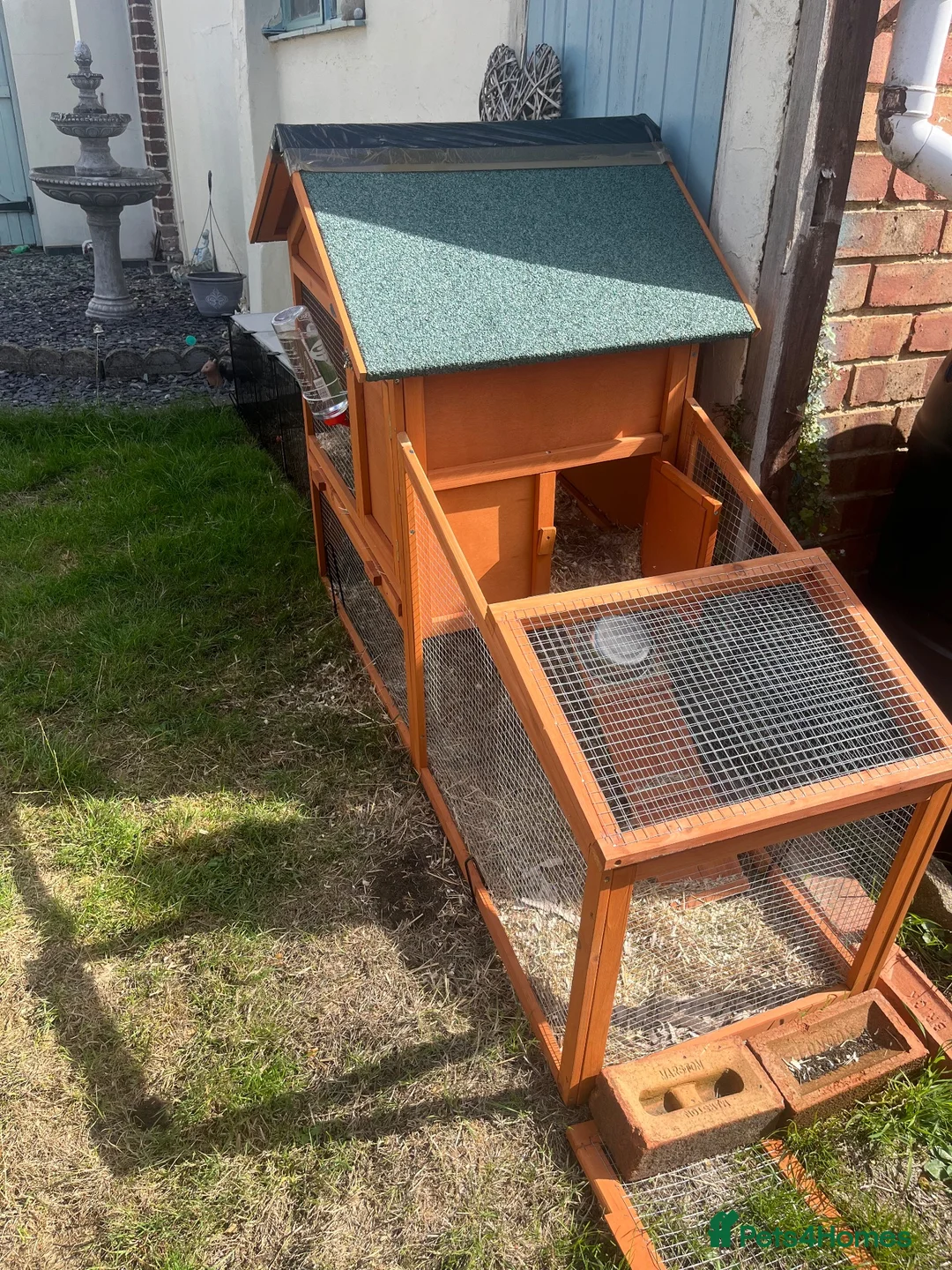 Mixed Breed rabbits for sale: Cute male baby bunny for sale (19 weeks) in Southampton - Advert 15