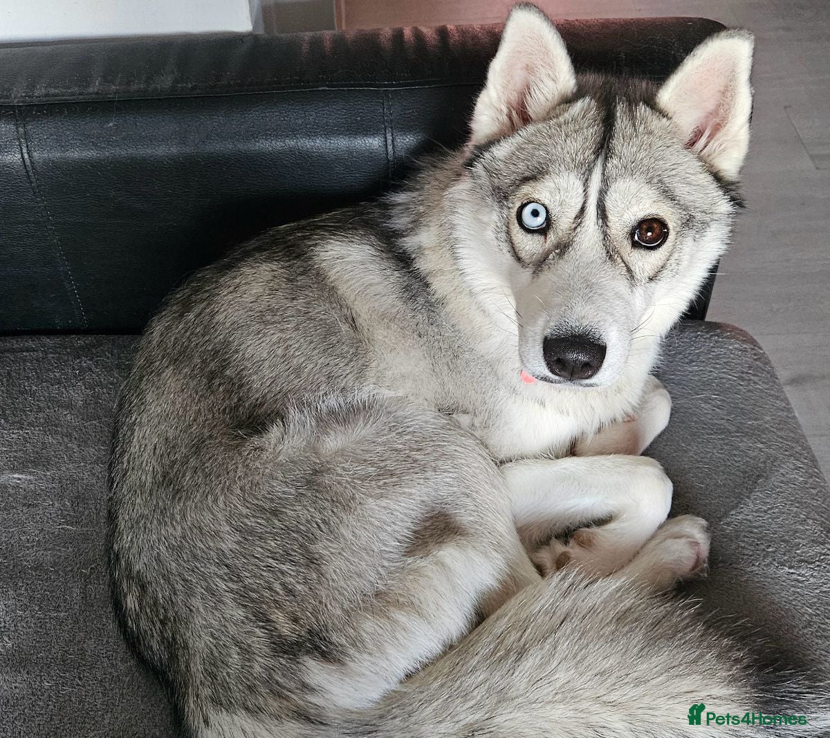 Siberian Husky dogs Sky, 19 month female Siberian Husky  - Advert 1