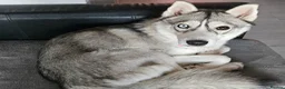 Siberian Husky dogs for sale: Sky, 19 month female Siberian Husky  in Maidstone - Advert 1