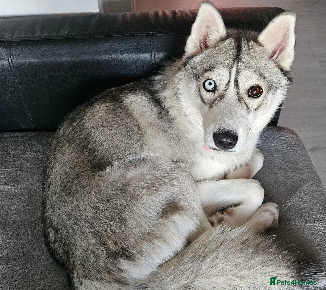 Siberian Husky dogs for sale: Sky, 19 month female Siberian Husky  in Maidstone - Advert 1