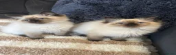 Ragdoll cats for sale: 4 male Ragdoll kittens - Advert 4