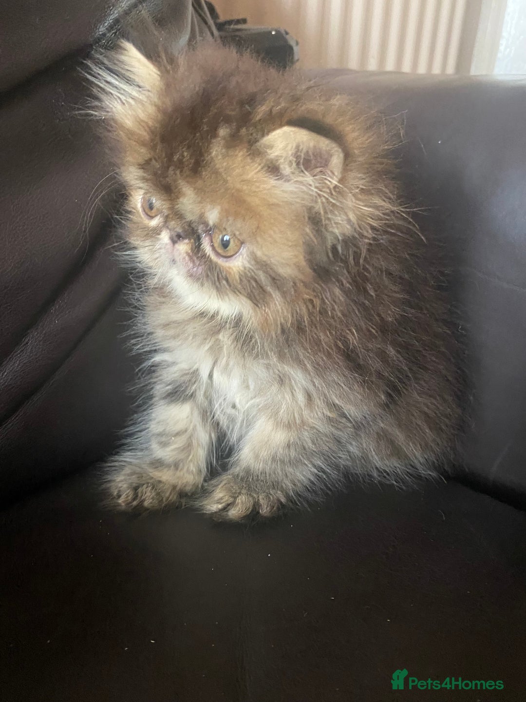 Exotic cats for sale: GCCF REG PKD FREE PEDIGREE EXOTICS - Image 10