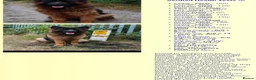 German Shepherd dogs for sale: Long hair German Shepherd puppy full health tests - Advert 4
