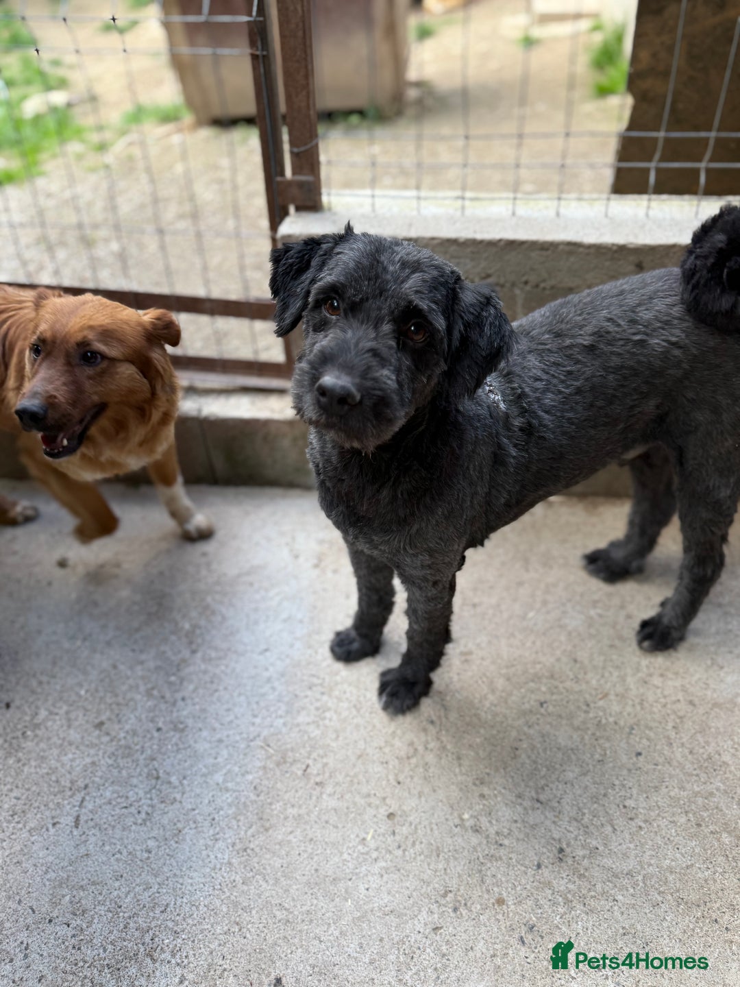 Mixed Breed dogs for adoption: Buzz needs a home - Image 8