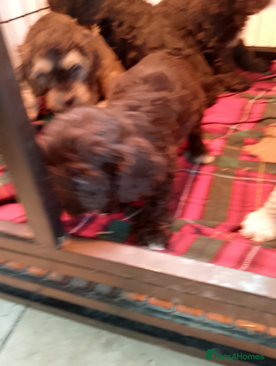 Cockapoo dogs for sale: F1 Chocolate Choc/Tan and Gold Cockapoo Puppies - Image 8