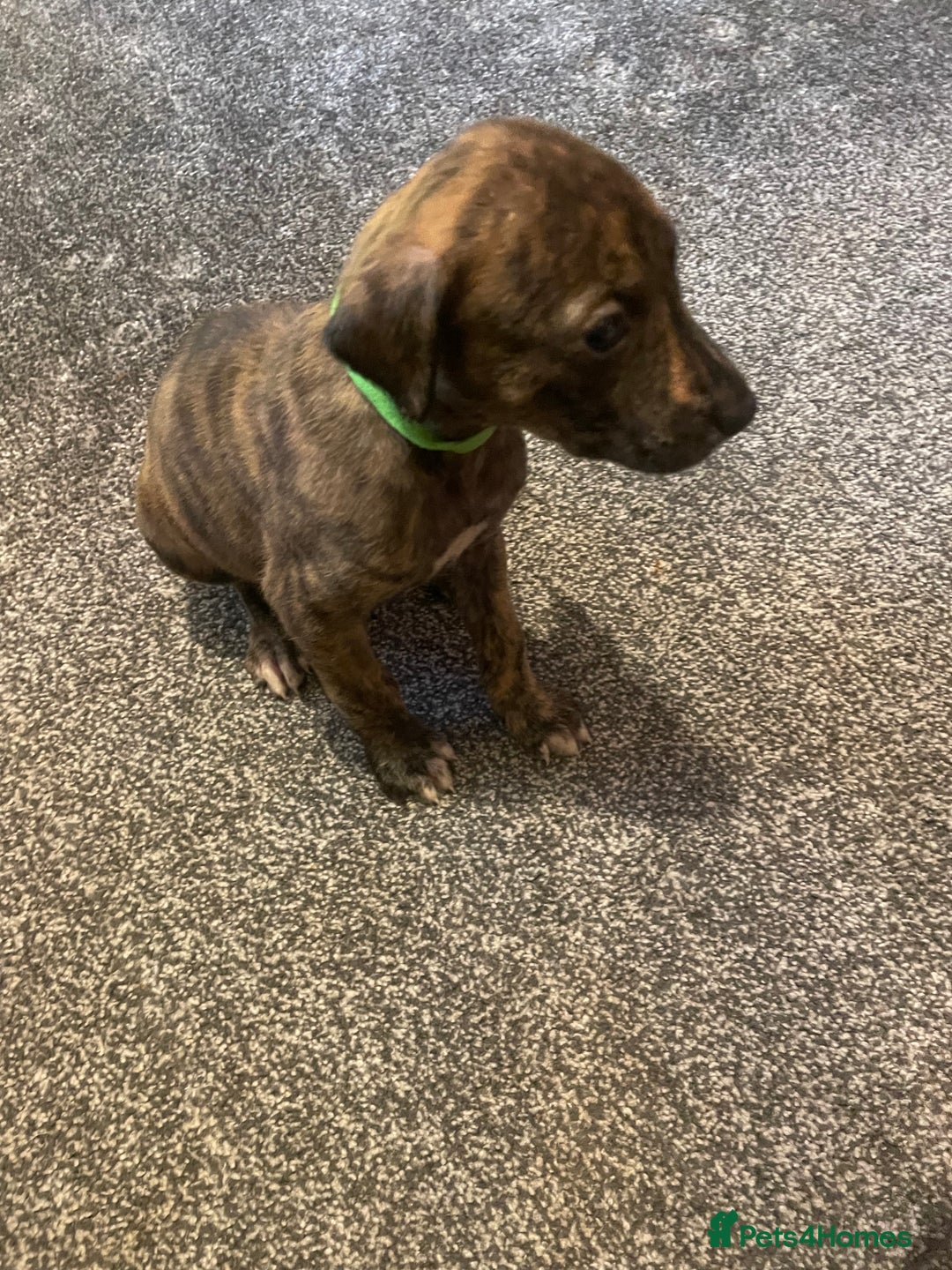 Lurcher dogs for sale: Greyhound/deerhound brindle lurchers - Advert 15