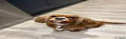 Cavapoo dogs for sale: F1 RED CAVAPOOS HEALTH TESTED KC PARENTS LICENSED  - Advert 22