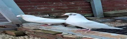 Pigeons birds for sale: Pair of Pouter Pigeons for sale - Advert 3