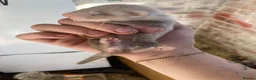 Ferret rodents for sale: 9 ferret kits - Advert 17