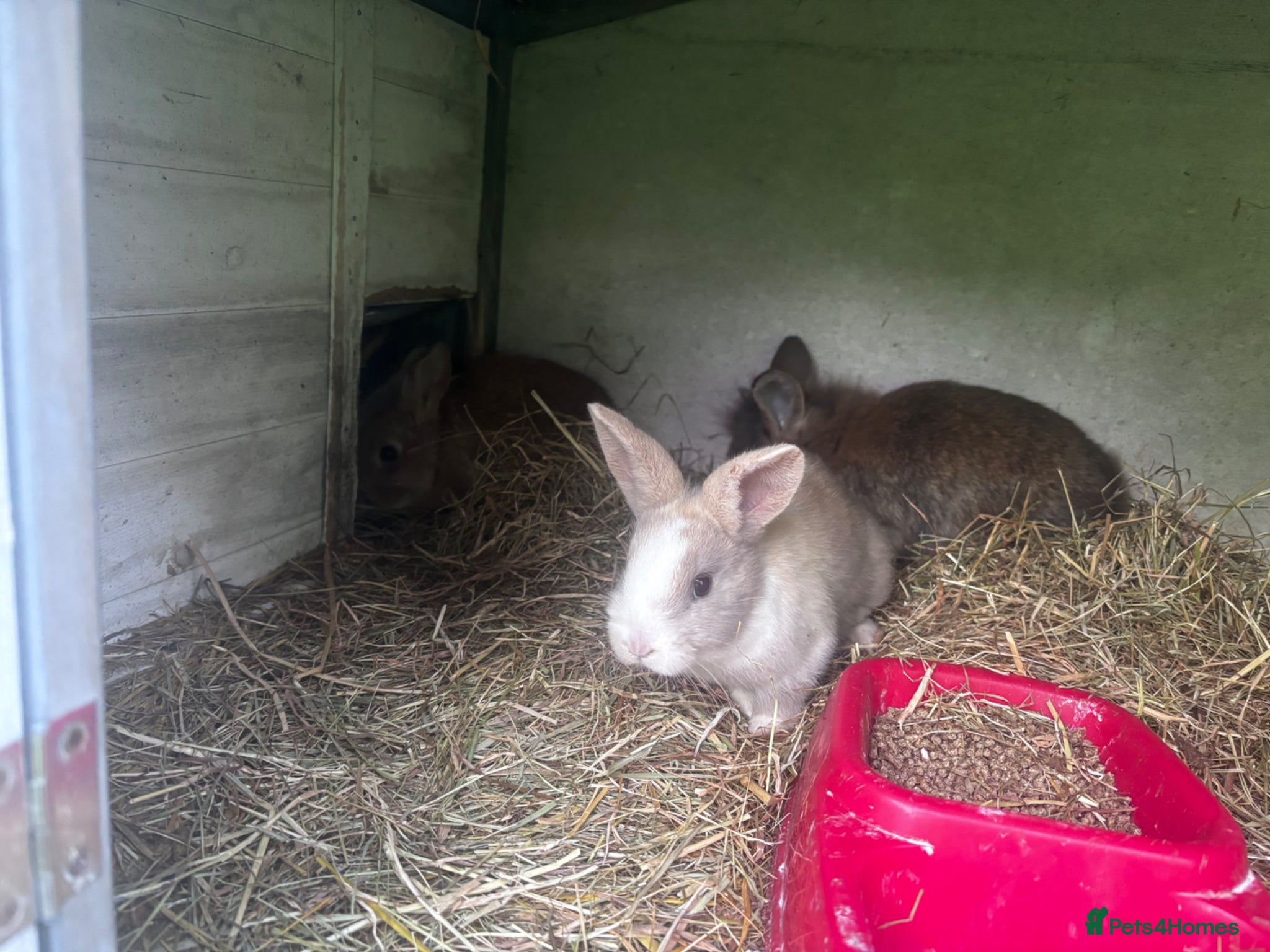 Mini Lion Lop rabbits 3 Beautiful Mini Lionhead Lops For Sale. £50 Each. - Advert 1