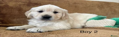 Golden Retriever Puppy 2