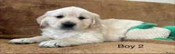 Golden Retriever dogs for sale: Golden Retriever puppies - Advert 23
