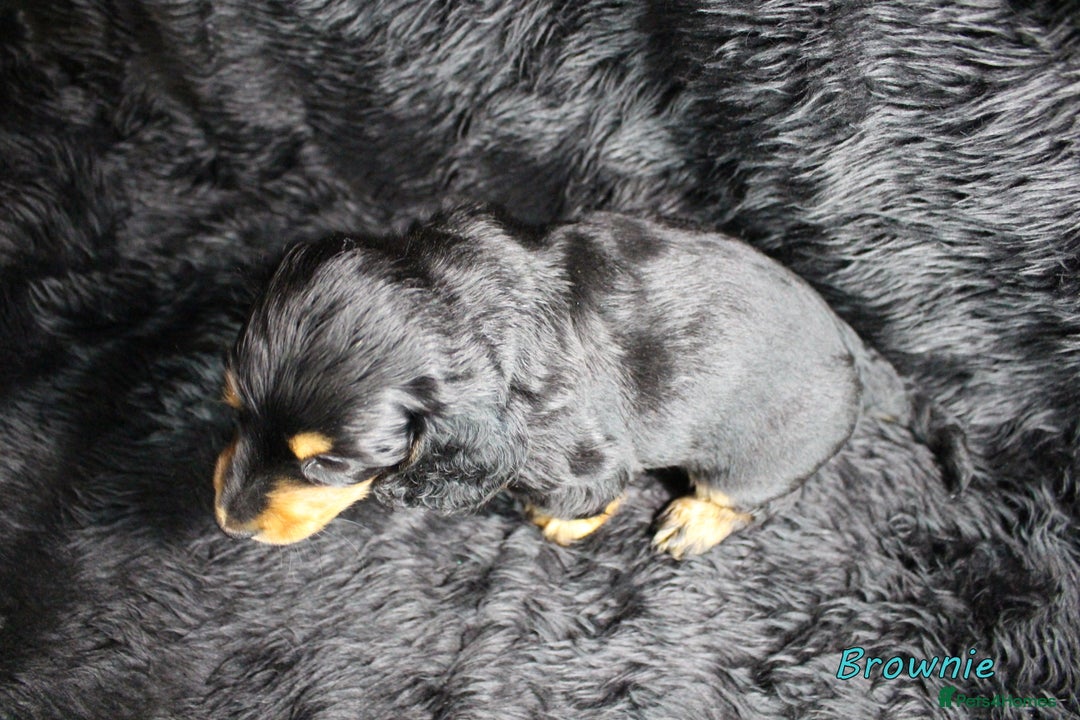 Miniature Dachshund dogs for sale: KC PRA Clear Mini Longhair Daxies – Dapple - Advert 9
