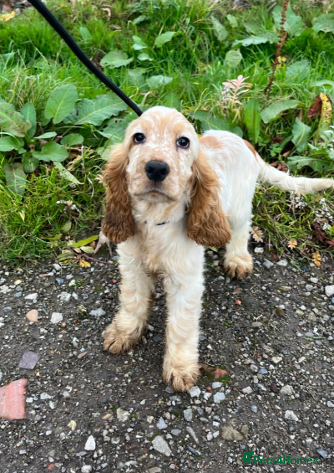 Cocker Spaniel dogs for sale: Advanced trained Cocker Spaniel  - Advert 1