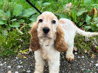 Cocker Spaniel dogs Advanced trained Cocker Spaniel - Advert 1