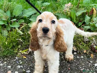 Cocker Spaniel dogs Fully trained Cocker Spaniel - Advert 4